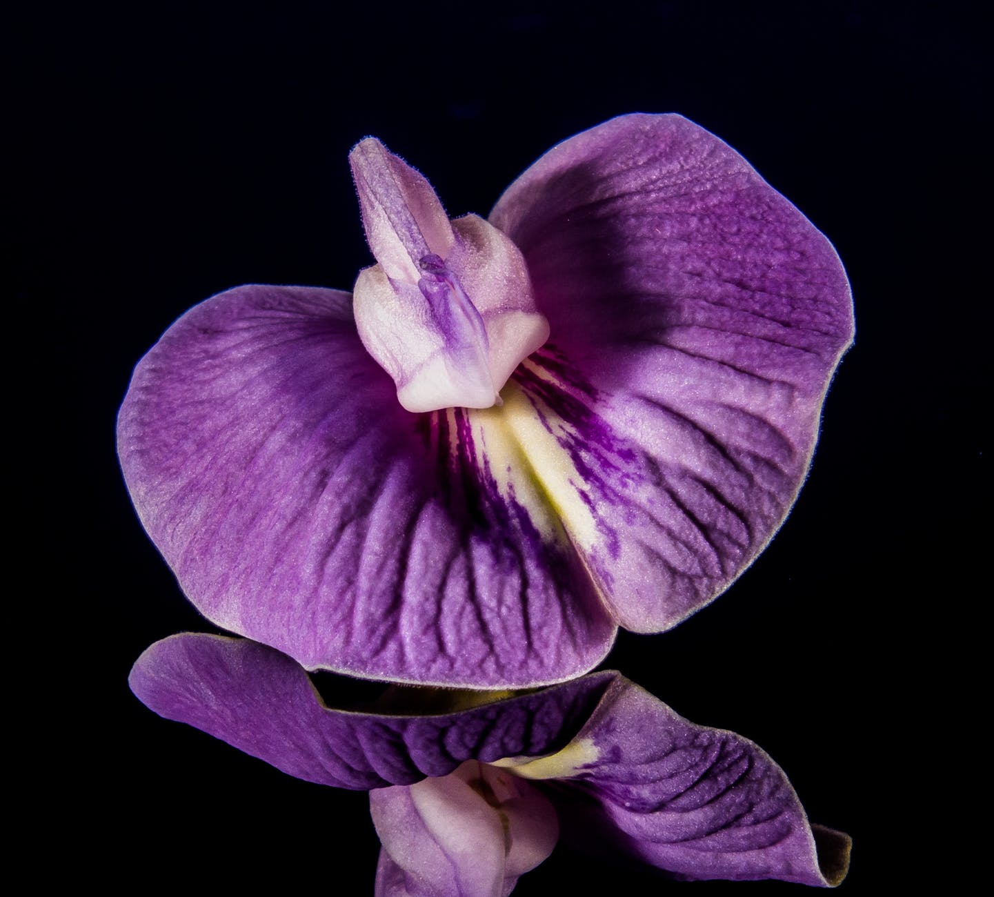 small-flower-flower-violet-purple-62675.jpeg